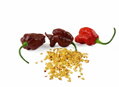 Carolina Reaper Chocolate-Samen