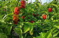Brown Bhutlah-Samen