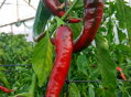 Cayenne-Samen