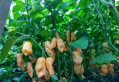 Habanero Yellow  Samen