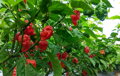 Trinidad Scorpion Red-Samen