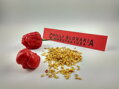 Trinidad Scorpion Red-Samen