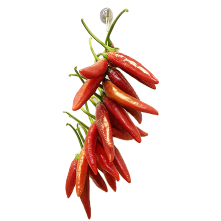 Chilli Garlanda – Bündel mit 24x Bird's Eye Paprika 15cm