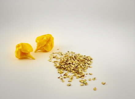 Carolina Reaper Yellow-Samen