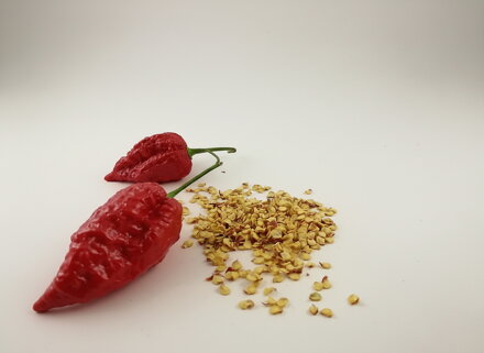 Naga Morich Red-Samen
