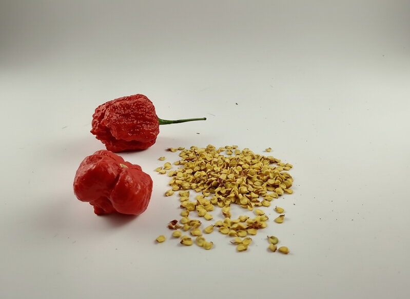 Trinidad Scorpion Red-Samen