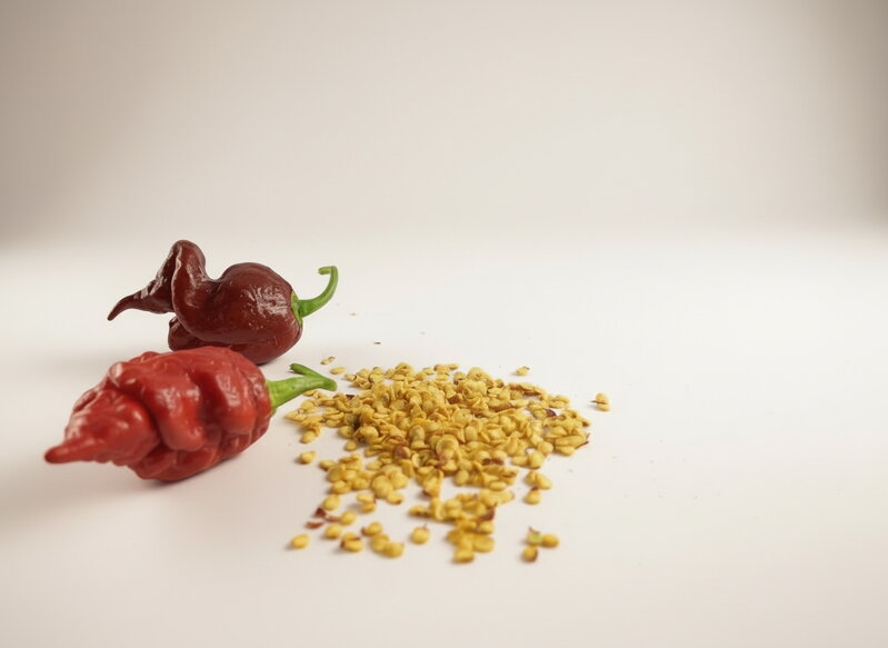 Trinidad Scorpion Chocolate-Samen